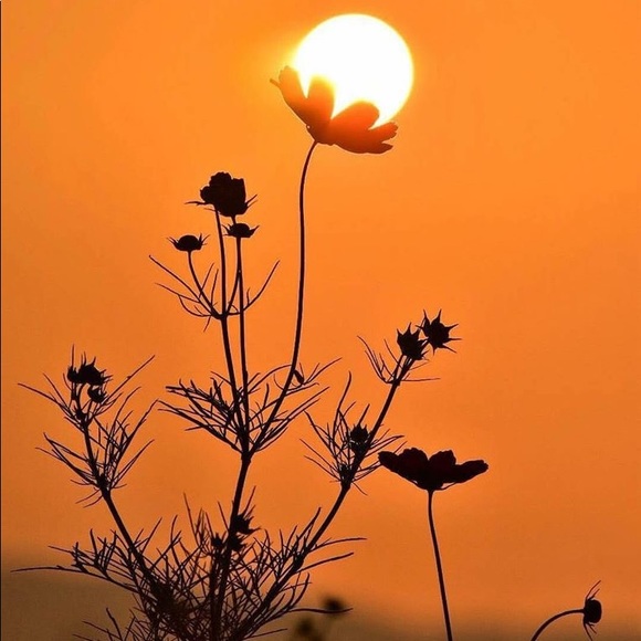 Meet your Poshers, Ginger & Pamela - Picture 8 of 9